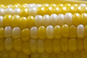 ¿Qué es un maíz transgénico?