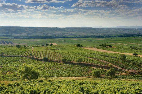paisaje Rioja